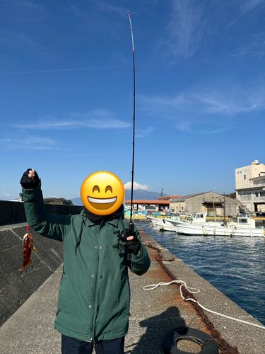 アカハタの釣果