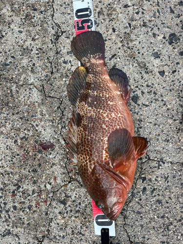 キジハタの釣果