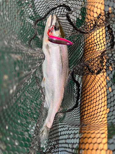 サクラマスの釣果