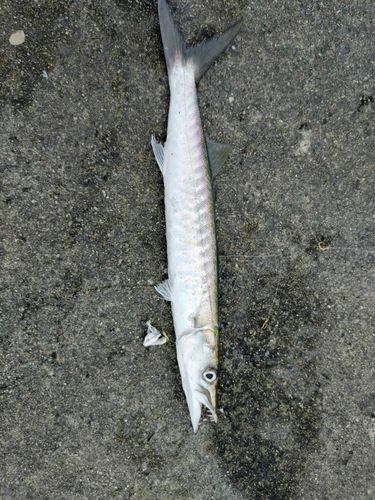 オニカマスの釣果