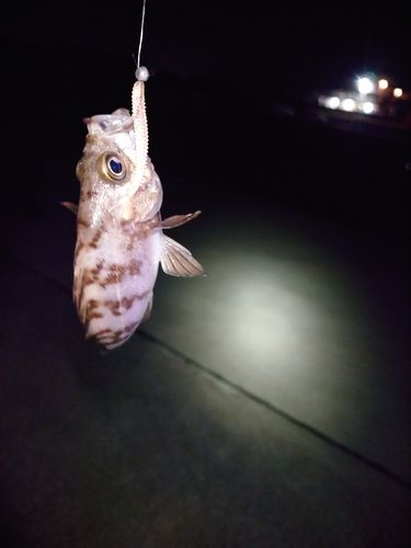 シロメバルの釣果