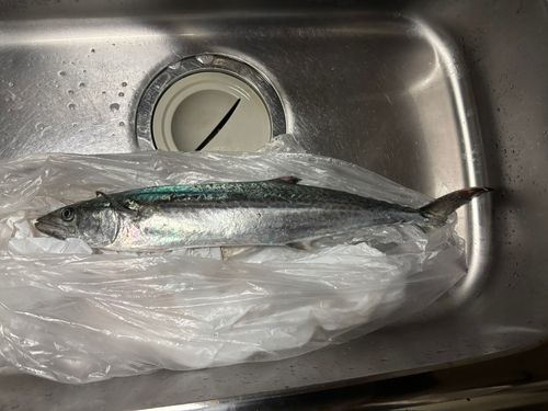 サゴシの釣果