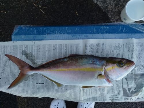 カンパチの釣果