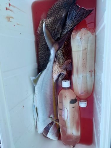 オオモンハタの釣果