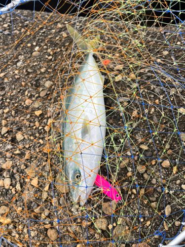 ツバイソの釣果