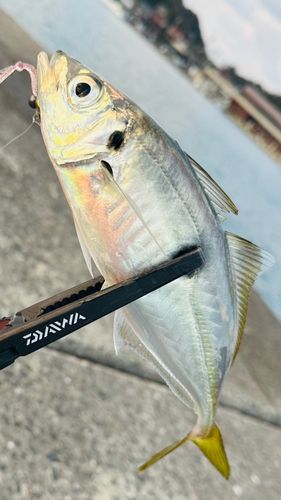 マアジの釣果