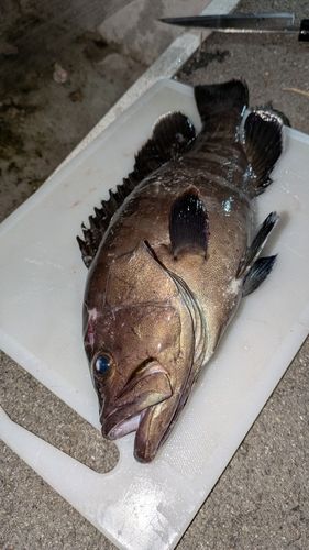 マハタの釣果