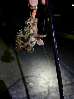 カサゴの釣果