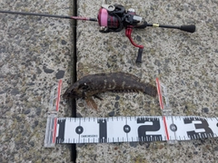 アブラコの釣果