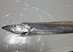 タチウオの釣果