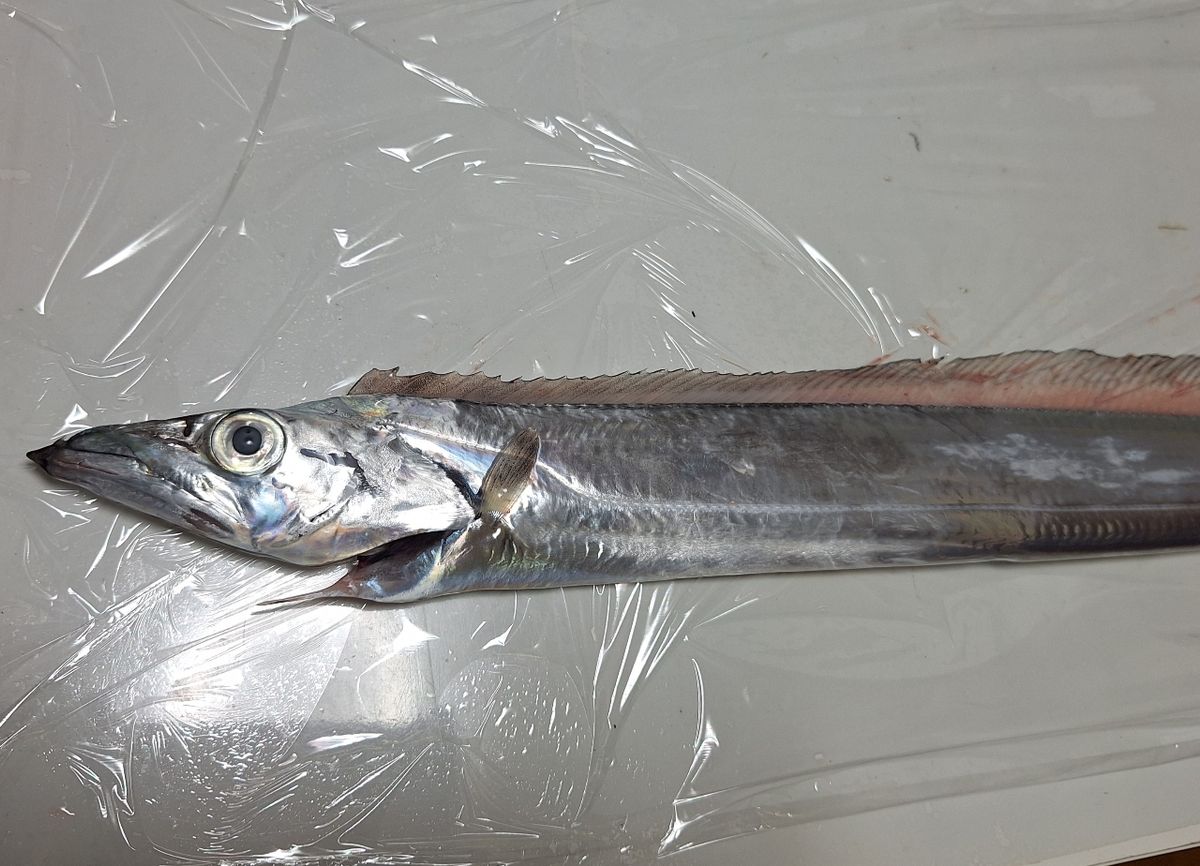 Kazu-kmkkさんの釣果 1枚目の画像