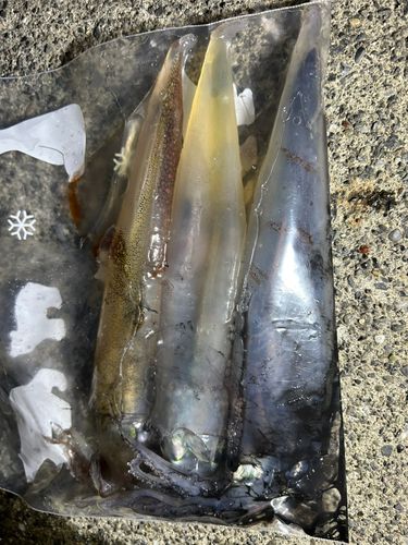 ヤリイカの釣果