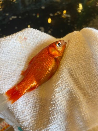 キンギョの釣果