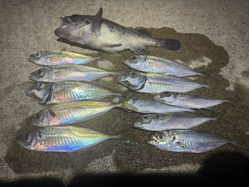 三陸海岸（宮城）