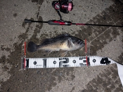 クロソイの釣果