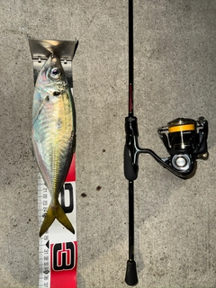 マアジの釣果