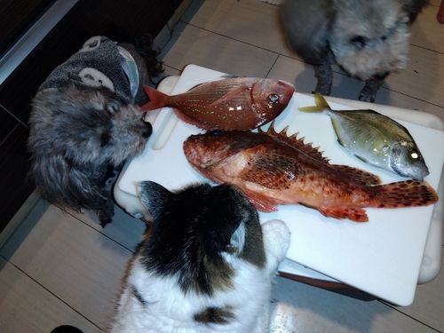 イズカサゴの釣果