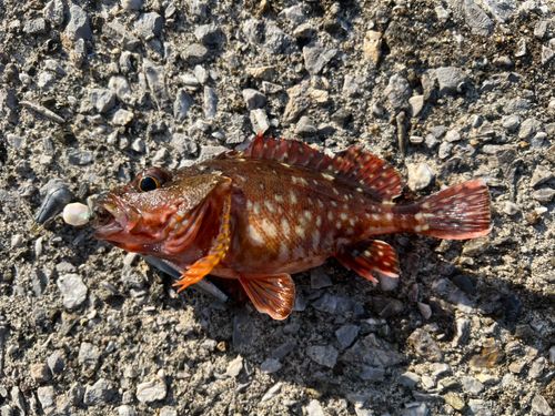アラカブの釣果