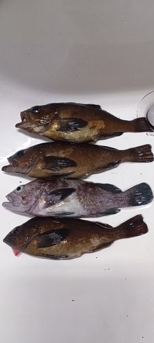 エゾメバルの釣果