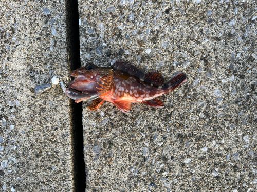 アラカブの釣果