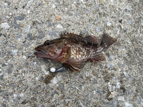 アラカブの釣果