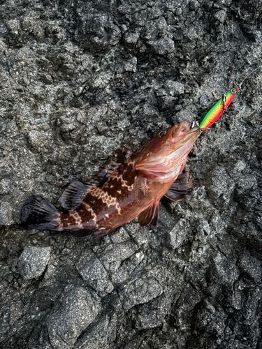 キジハタの釣果