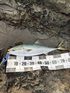 ブリの釣果