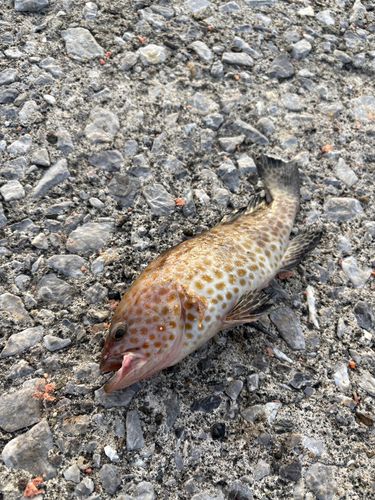 オオモンハタの釣果