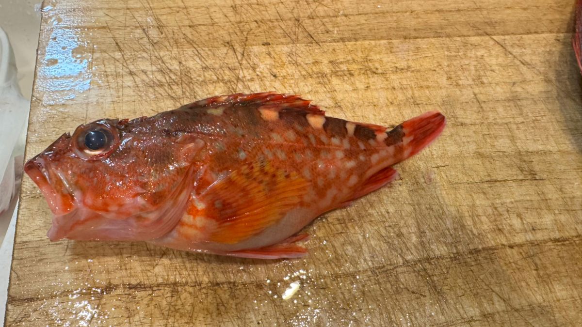 あじたまさんの釣果 1枚目の画像