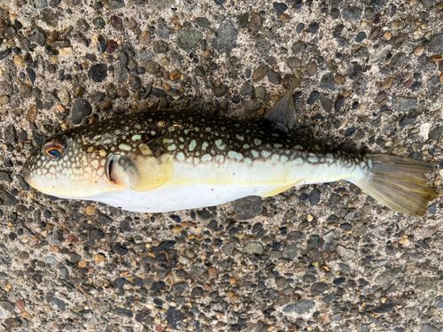 クサフグの釣果