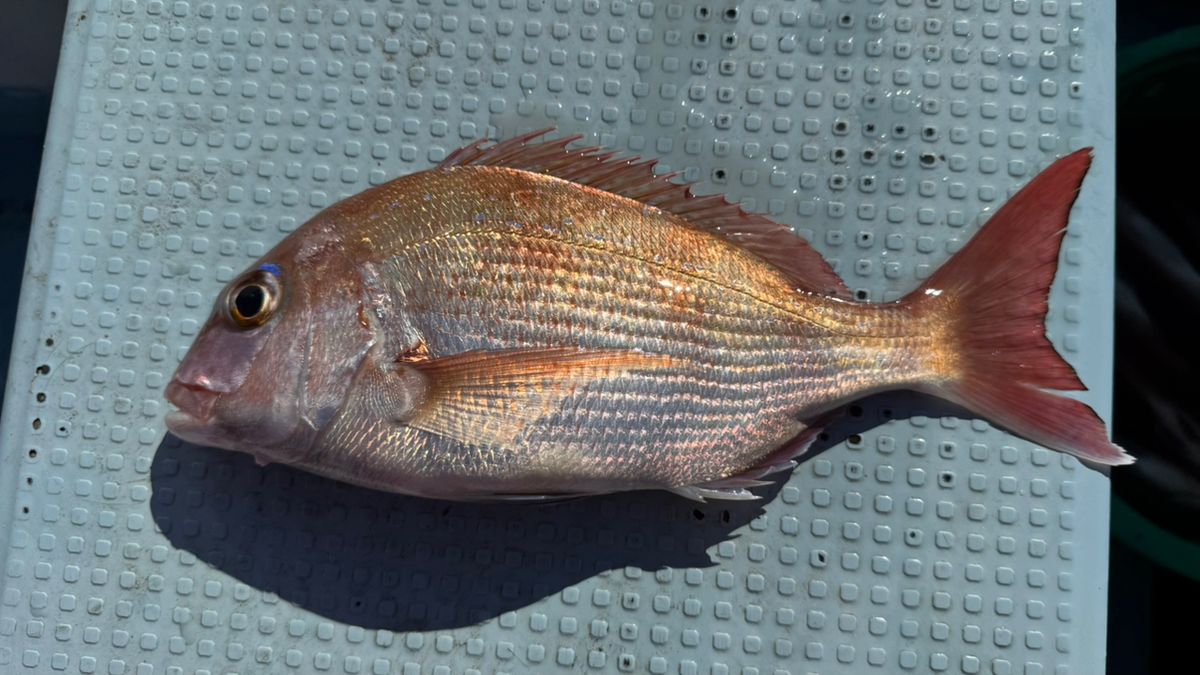 あじたまさんの釣果 1枚目の画像