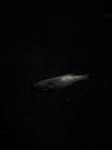 セイゴ（マルスズキ）の釣果