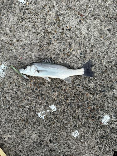 セイゴ（マルスズキ）の釣果