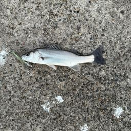 セイゴ（マルスズキ）