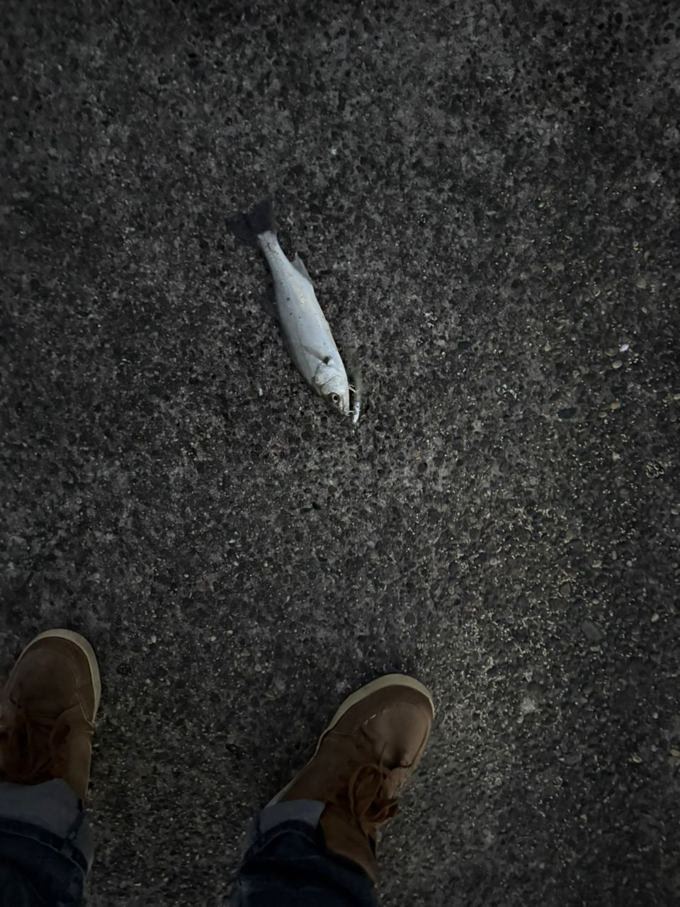 セイゴ（マルスズキ）