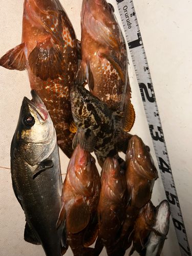 キジハタの釣果