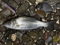 セイゴ（ヒラスズキ）の釣果