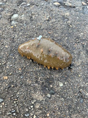 秋田港北防波堤