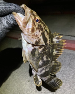 ベッコウゾイの釣果