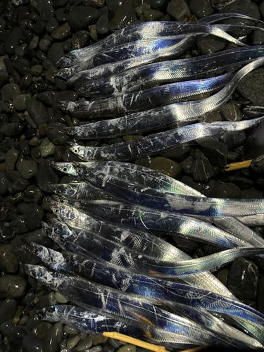 タチウオの釣果