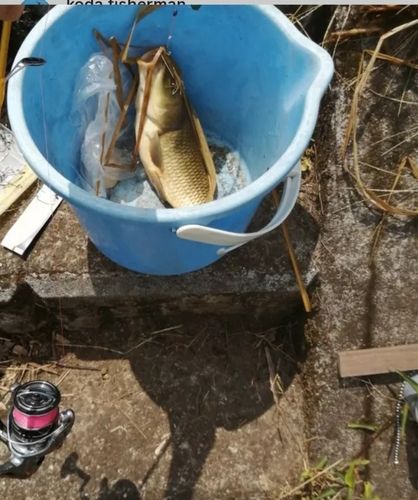 大野川（大分）