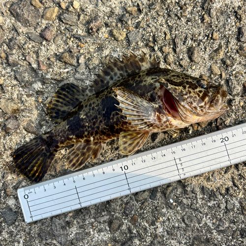 タケノコメバルの釣果