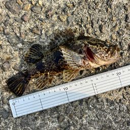 タケノコメバル