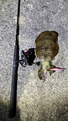 アオリイカの釣果