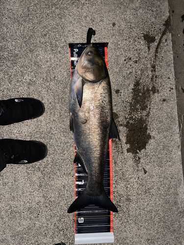 ハクレンの釣果