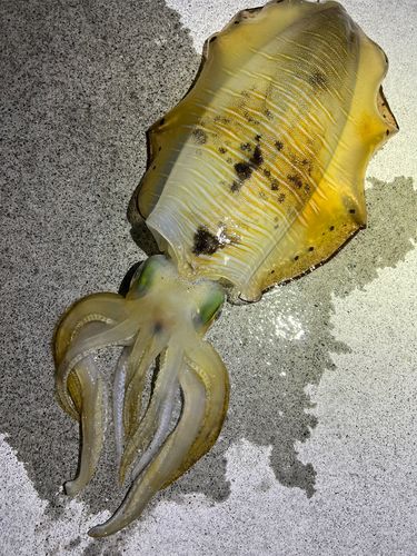 アオリイカの釣果