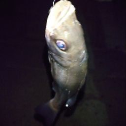 セイゴ（マルスズキ）