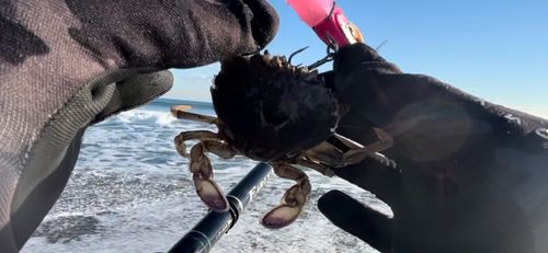 ワタリガニの釣果