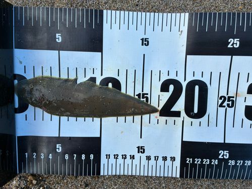 シタビラメの釣果