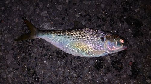 コノシロの釣果